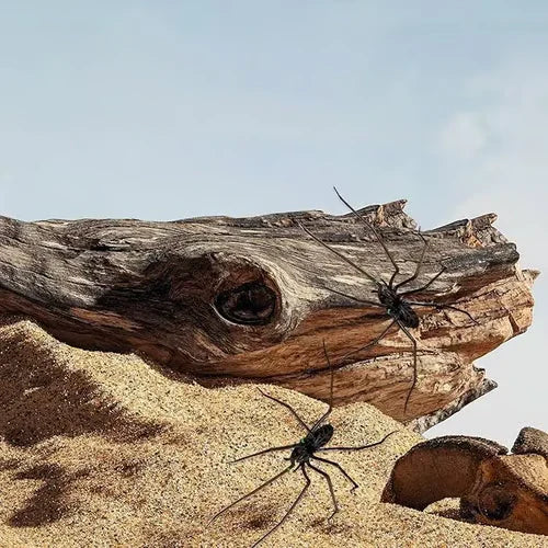 🧲 50 % RABAT! 🕷️ Realistiske edderkoppemagneter – kraftig holdekraft til køleskab, døre og dekoration 🚗