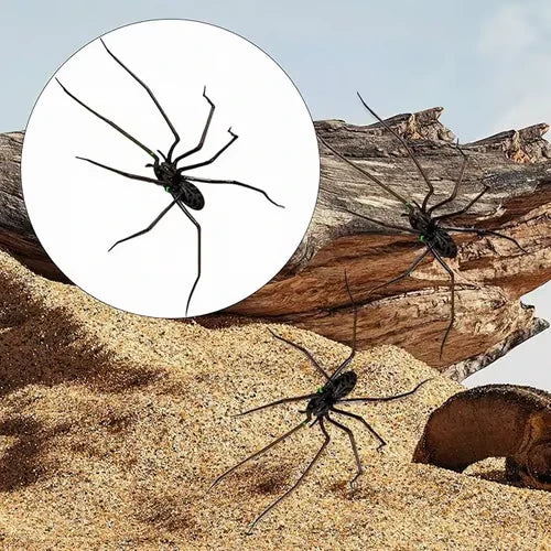 🧲 50 % RABAT! 🕷️ Realistiske edderkoppemagneter – kraftig holdekraft til køleskab, døre og dekoration 🚗